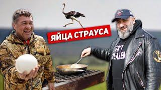 Яйца страуса на костре - Вячеслав Максюта