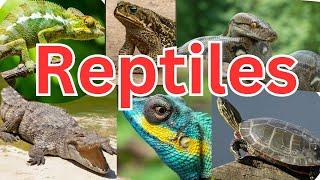 50 Reptiles for Kids to Learn About - Dragon, Anaconda, Geckos, Chameleons