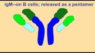 IMMUNE SYSTEM: ANTIBODIES AND CLASS SWITCHING