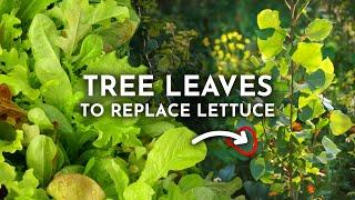 Grow Edible Tree Leaves Instead of Lettuce & Spinach!