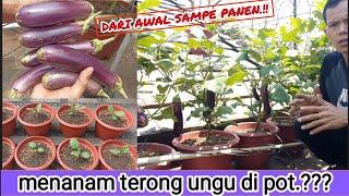 cara mudah menanam terong ungu di pot agar berbuah.#terong #terongungu #garden