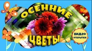 Цветы Осени. Осенние цветы. Красивая видео открытка для друзей.