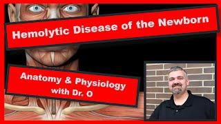 Hemolytic Disease of the Newborn:  Anatomy and Physiology