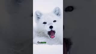 Arctic Fox – The Animal with Color-Changing Fur! #shorts #shortvideo #highlights #animaladventures