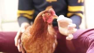 Chicken Says Fuck