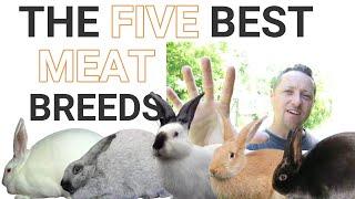 THE 5 BEST MEAT RABBIT BREEDS