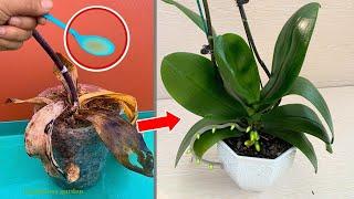 This magical water instantly revives any rotting orchid