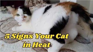 5 Signs Your Cat in Heat