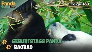 Ein Panda feiert Geburtstag im Zoo und Malaienbären auf Kürbisjagd | Panda, Gorilla & Co.