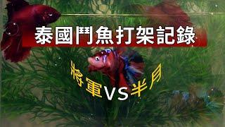 泰國鬥魚打架記錄! KOI將軍斗鱼VS紅半月斗鱼 betta fish breeding #鬥魚 #泰國鬥魚