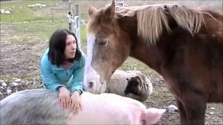 Petting a pig, a horse, and a sheep at the same time