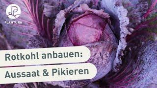 Rotkohl anpflanzen: Aussaat & pikieren (Anleitung)