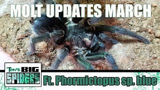 Molt Updates! March 2020 (Ft. Phormictopus sp. "blue")