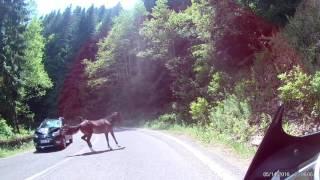 Car hits galloping horse