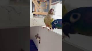 سلااامتا در کابینت رو باز میکنم دوتا فضولا میپرن ببینن چه خبره#parrot #birds #shortvideo #reels