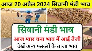 आज 20 अप्रैल 2024 | सिवानी मंडी भाव | ग्वार चना में आई तेजी | Siwani mandi ke bhav, anaj mandi bhav,