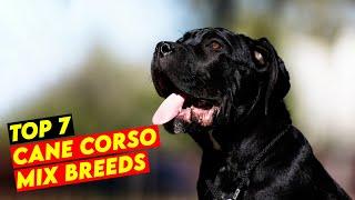 Top 7 Cane Corso Mix Breeds You Don't Know About