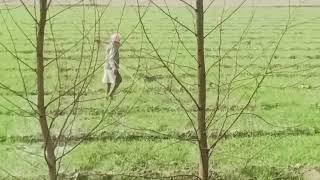 Farmer Farmering| Kisan Apne kheeto ko Pani de Raha Hai |Short Feed| Farmering Video| Winter Days