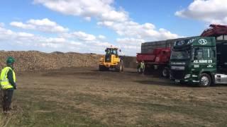 Sugar beet loading PX farms ltd