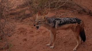 Howling Jackal Family