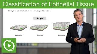 Classification of Epithelial Tissue  – Histology | Lecturio