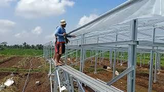 pemasangan plastik UV di kebun anggur purbalingga