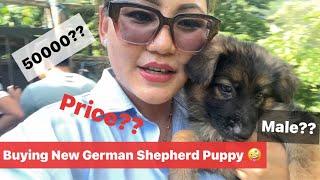 Buying German Shepherd Puppy Super Expensive 