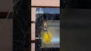 Spiders are all around us in Australia  