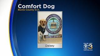 Meet The Newest Member Of The Bucks County District Attorney's Office