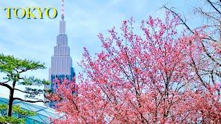 Japan street tour | Tokyo Spring with cherry blossoms blooming all over streets | #explorejapan #4k
