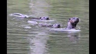 (*) 3 Young River Otters Playing & Swimming Before A Rainstorm