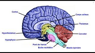 L'encéphale - Le système nerveux central