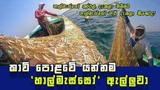 Amazing Way Of Sprats Fishing In Sri Lanka I SL Fisherman (Part 01)