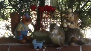 GRAY SQUIRREL SONG FOR KIDS