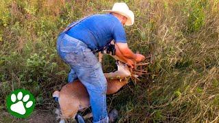 Brave Cowboy Saves Two Deer