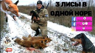 Охота с ягдтерьером, 3 лисы в одной норе (сезон 2020-2021)Fox Hunt with Jagdterrier