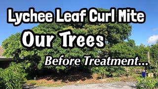 Lychee Leaf Curl Mite | Our Trees Before Treatment