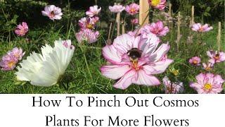 How To Pinch Out Cosmos For More Flowers | Cloudberry Flowers