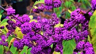 Ornamental Shrub BEAUTIFUL YEAR ROUND. beautiful fruit