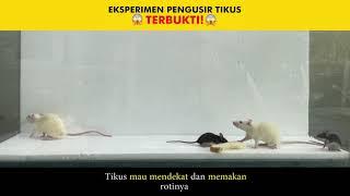 EKSPERIMEN PENGUSIR TIKUS, KIRA-KIRA AMPUH NGGAK YA?