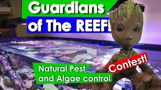 Guardians of the Reef: Natural  Algae and Pest Control using fish and inverts- ReefDues Contest!