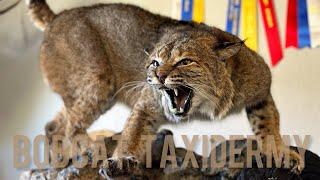 Mounting a Taxidermy Bobcat