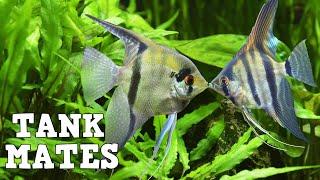 Top 10 Tank Mates For Freshwater Angelfish