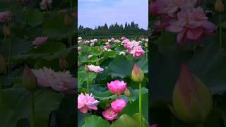 Beautiful Lotus flowers.| #lotus #lotusflower #flowergarden #satisfying #beautiful #rosegarden