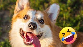 Funniest Corgi Videos 2023 