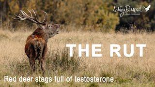 The Rut - Photographing red deer