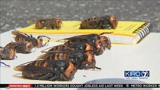 VIDEO: KIRO 7 gets up close look at effort to hunt down Murder Hornets