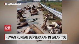 Lepas, Hewan Kurban Berserakan di Jalan Tol