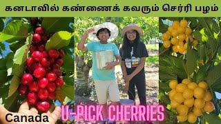 ஒரே நாளில் 3 வகையான செர்ரி தோட்டத்தில் | U-pick Cherries Kelowna| Garden Vlog in Canada |Tamil Vlog