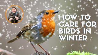 David Domoney: How to care for birds in the winter